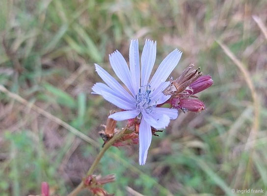 Cichorium intybus / Gewöhnliche Wegwarte  (15.09.2025; Rotweinwanderweg zwischen Dernau und Ahrweiler)
