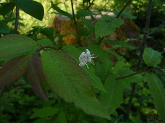 Lonicera nigra / Schwarze Heckenkirsche    V-VI