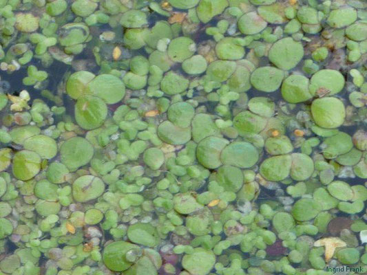 Lemna minor / Kleine Wasserlinse