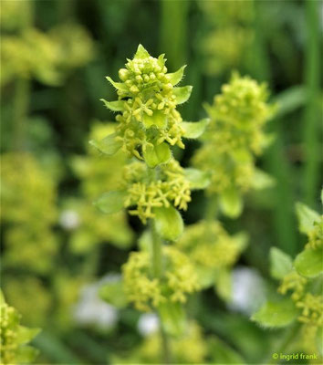 Cruciata laevipes - Gewimpertes Kreuzlabkraut