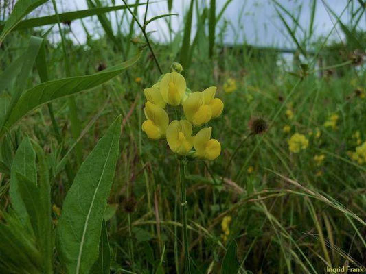 Lathyrus pratensis / Wiesen-Platterbse