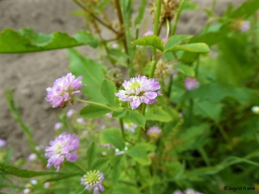 Trifolium resupinatum / Persischer Klee