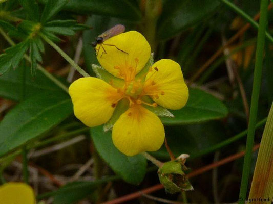 Potentilla tormentilla - Blutwurz    V-VIII