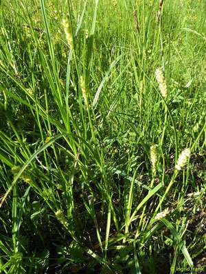 Carex hirta / Behaarte Segge