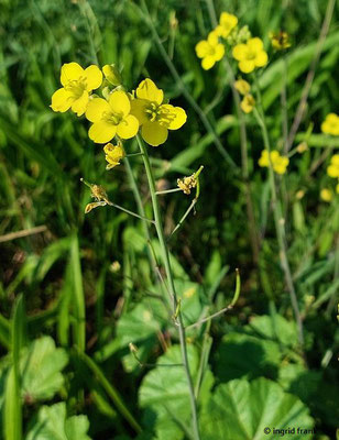 Diplotaxis tenuifolia / Schmalblättriger Doppelsame  (15.08.2023)