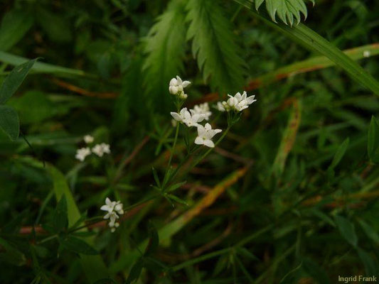 Galium uliginosum / Moor-Labkraut