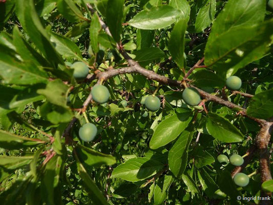 Prunus spinosa / Schlehe   (12.06.2014; Wangen)