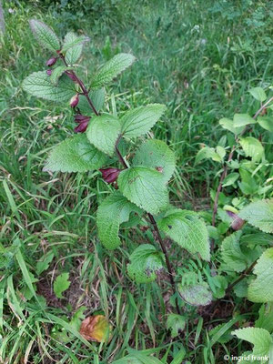 Melittis melissophyllum / Immenblatt