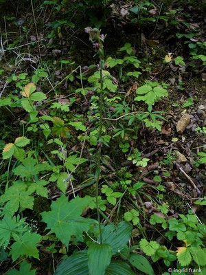 Epipactis atrorubens / Braunrote Ständelwurz   (20.08.2011; Donautal bei Fridingen)