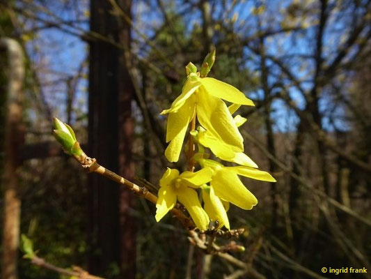 Forsythia x intermedia / Hybrid-Forsythie