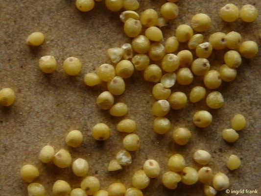 Panicum miliaceum / Echte Hirse    VII-IX