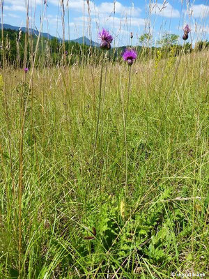 Cirsium tuberosum / Knollen-Kratzdistel    (08.07.2022; NSG Beurener Heide / Südwestliches Albvorland)    