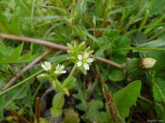 Cerastium glomeratum - Knäuel-Hornkraut  III-IX