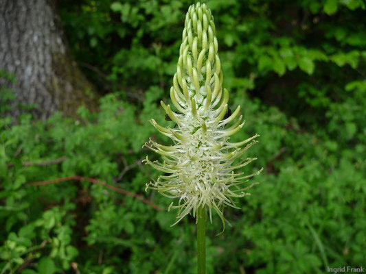 Phyteuma spicatum / Ährige Teufelskralle