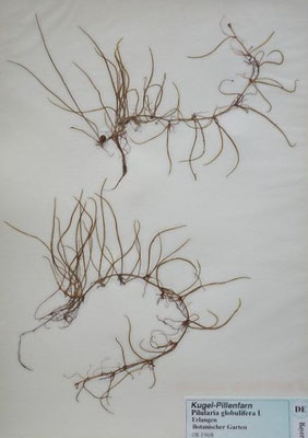 Pilularia globulifera / Pillenfarn     (Herbarium Dr. Wolf von Thun)