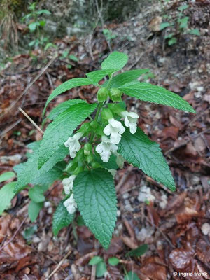 Melittis melissophyllum / Immenblatt (15.05.2026; Trentino, Valsugana)