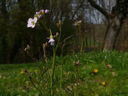Cardamine pratensis aggr. / Artengruppe Wiesen-Schaumkraut