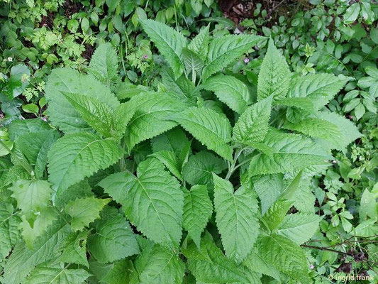 Salvia glutinosa / Klebriger Salbei (15.05.2026; Trentino, Valsugana)