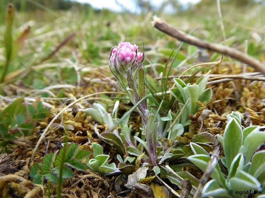 Antennaria dioica / Gewöhnliches Katzenpfötchen    V-VI