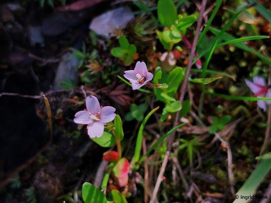 Epilobium anagallidifolium / Gauchheil-Weidenröschen   (29.06.2024; Steiermark, Schladming, Panoramaweg Planai)