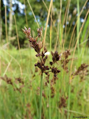 Juncus inflexus / Blaugrüne Binse