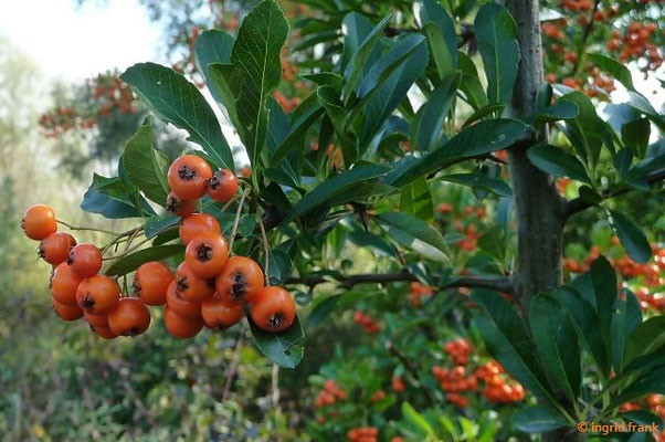 Pyracantha coccinea / Feuerdorn