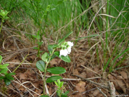 Vaccinium spec. (140 Arten)