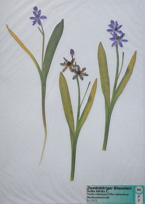Scilla bifolia / Zweiblättriger Blaustern   (03/2012; Niederrimsingen, Oberrheinebene) (Herbarium Dr. Wolf von Thun)