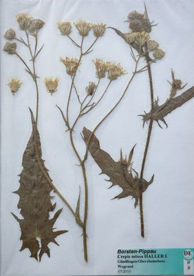 Crepis setosa / Borsten-Pippau   VI-IX    (Herbarium Dr. Wolf von Thun)