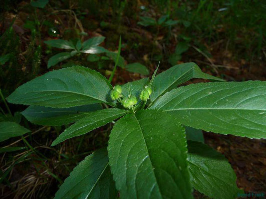 Mercurialis perennis / Ausdauerndes Bingelkraut, Wald-Bingelkraut    IV-V