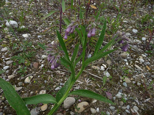 Symphytum officinale / Gewöhnlicher Beinwell    V-VII