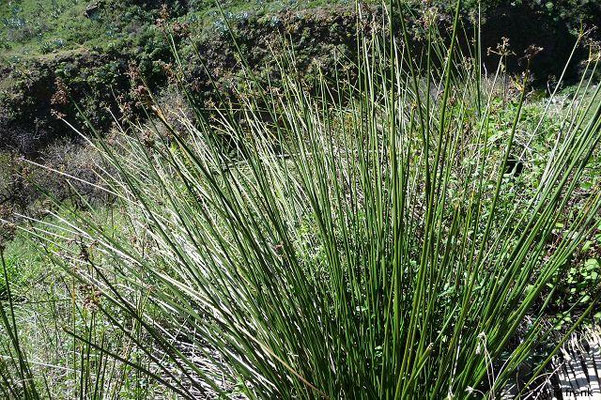 Juncus acutus / Stechende Binse