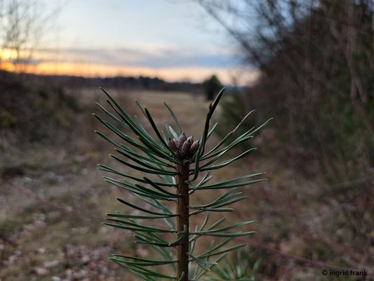 Pinus sylvestris / Gewöhnliche Kiefer, Föhre