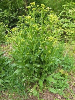 Bunias orientalis / Orientalische Zackenschote    V-VIII