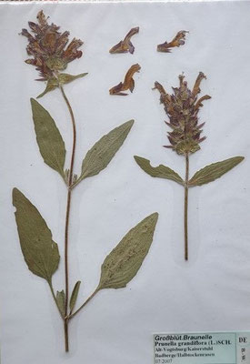Prunella grandiflora / Großblütige Braunelle  (07/2007; Altvogtsburg)   (Herbarium Dr. Wolf v. Thun)