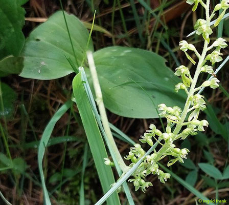 Listera ovata / Großes Zweiblatt  (03.06.2025; NSG Haarberg - Wasserberg)