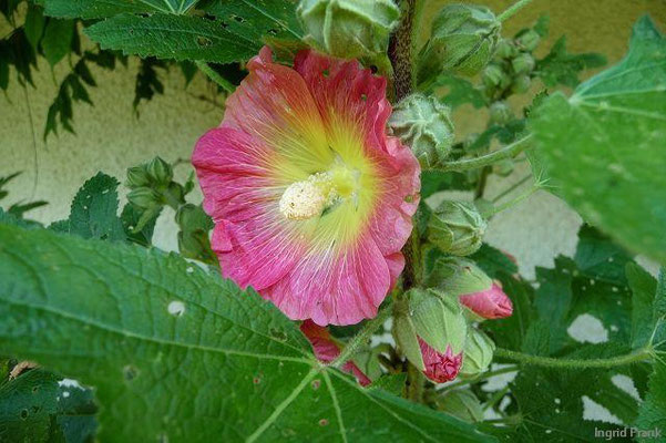 02.07.2010-Alcea rosea - Gewöhnliche Stockrose