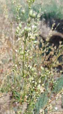 Silene otites / Ohrlffel-Leimkraut (05.07.2025; NSG Sandhausener Düne, Pferdstrieb Nord)