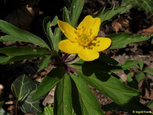 Anemone ranunculoides - Gelbes Windröschen