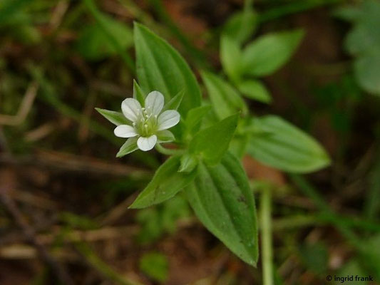 Moehringia trinervia / Dreinervige Nabelmiere