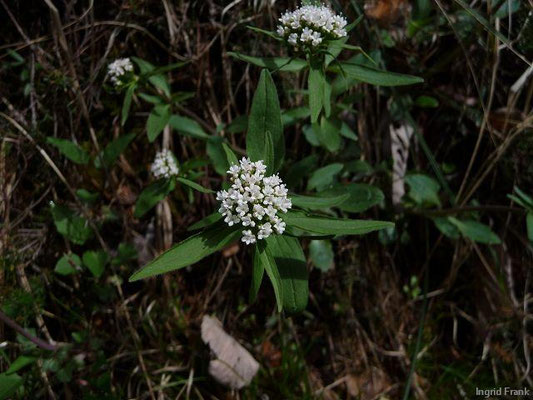 Valeriana tripteris / Stein-Baldrian   (09.05.2010; Truden, Südtirol)