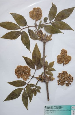 Sambucus racemosa / Trauben-Holunder  (04/2007; Ettenheimmünster, Schwarzwaldvorberge)  (Herbarium Dr. Wolf von Thun)