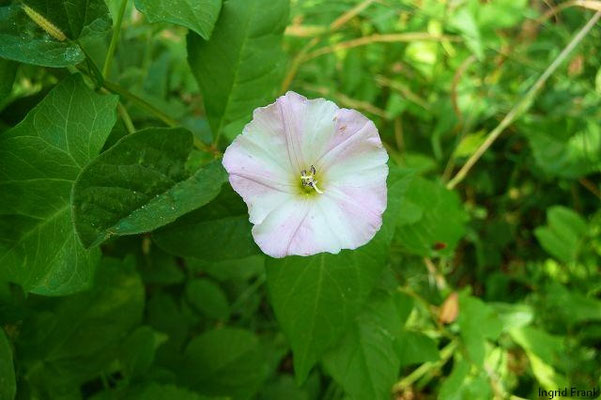Convolvulus arvensis / Acker-Winde    VI-IX