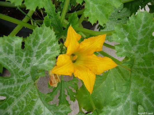 Cucurbita pepo - Zucchini