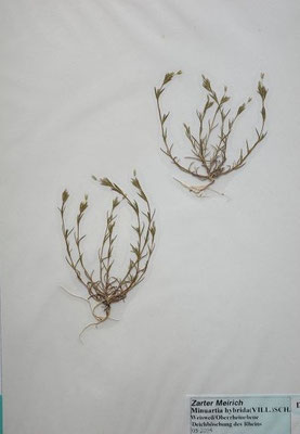 Minuartia hybrida / Schmalblättrige Miere    V-VII    (Herbarium von Dr. Wolf von Thun)