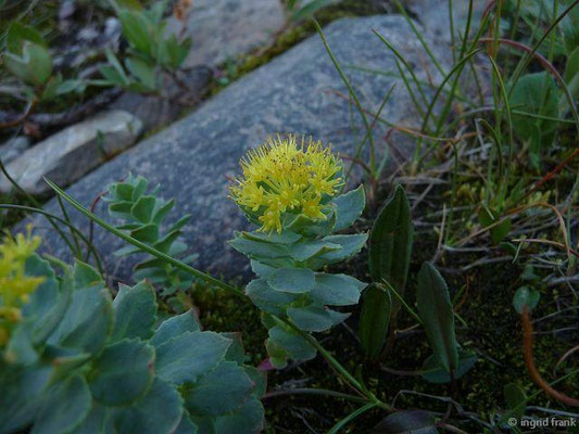Rhodiola rosea / Echte Rosenwurz