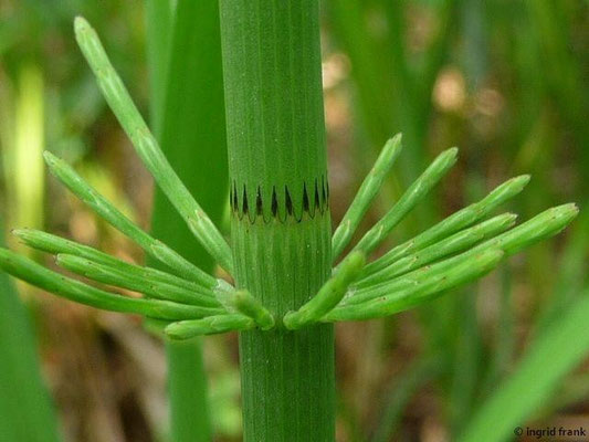 Equisetum fluviatile / Teich-Schachtelhalm