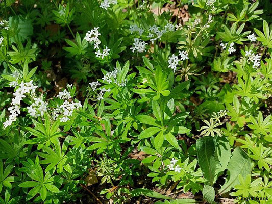 Galium ooratum / Waldmeister