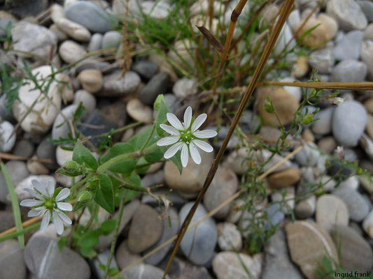 Stellaria aquatica / Gewöhnlicher Wasserdarm