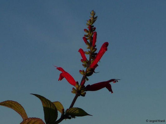 Salvia elegans - Ananans-Salbei